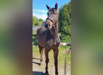 Oldenburg, Castrone, 4 Anni, 171 cm, Baio