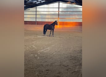 Oldenburg, Castrone, 4 Anni, 171 cm, Baio scuro