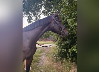 Oldenburg, Castrone, 4 Anni, 171 cm, Baio scuro