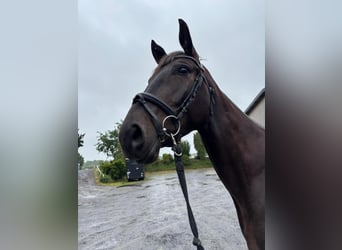 Oldenburg, Castrone, 4 Anni, 171 cm, Baio scuro
