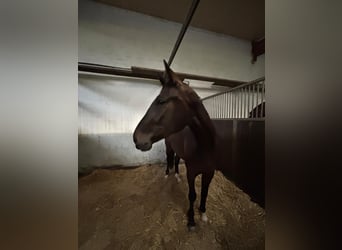 Oldenburg, Castrone, 4 Anni, 171 cm, Baio scuro
