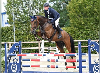 Oldenburg, Castrone, 4 Anni, 171 cm, Baio scuro