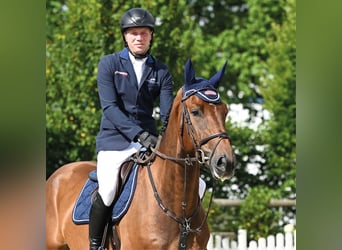Oldenburg, Castrone, 4 Anni, 171 cm, Baio scuro