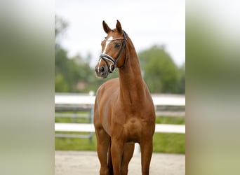Oldenburg, Castrone, 4 Anni, 171 cm, Sauro
