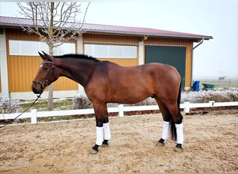 Oldenburg, Castrone, 4 Anni, 172 cm, Baio