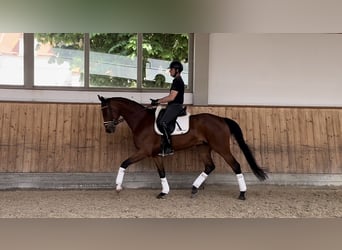 Oldenburg, Castrone, 4 Anni, 172 cm, Baio