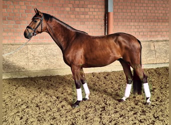 Oldenburg, Castrone, 4 Anni, 172 cm, Baio