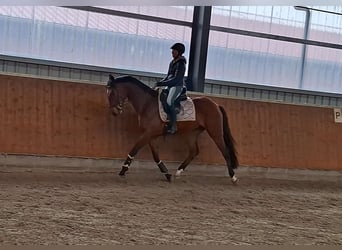 Oldenburg, Castrone, 4 Anni, 172 cm, Baio