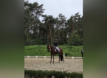 Oldenburg, Castrone, 4 Anni, 172 cm, Baio