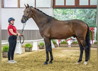 Oldenburg, Castrone, 4 Anni, 172 cm, Baio
