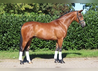 Oldenburg, Castrone, 4 Anni, 172 cm, Baio