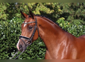 Oldenburg, Castrone, 4 Anni, 172 cm, Baio