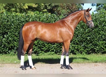 Oldenburg, Castrone, 4 Anni, 172 cm, Baio
