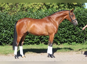 Oldenburg, Castrone, 4 Anni, 172 cm, Baio