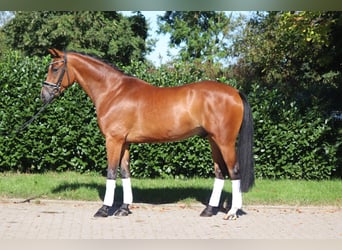 Oldenburg, Castrone, 4 Anni, 172 cm, Baio