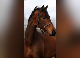 Oldenburg, Castrone, 4 Anni, 172 cm, Baio