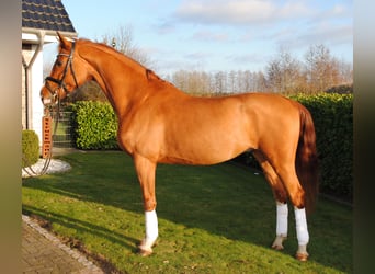 Oldenburg, Castrone, 4 Anni, 172 cm, Sauro