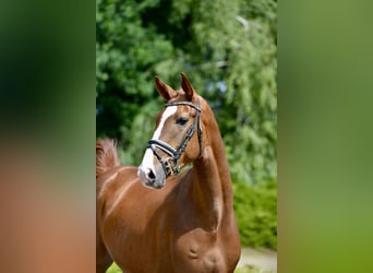 Oldenburg, Castrone, 4 Anni, 172 cm, Sauro scuro