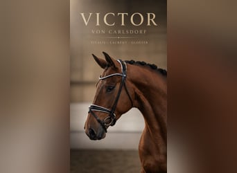 Oldenburg, Castrone, 4 Anni, 173 cm, Baio