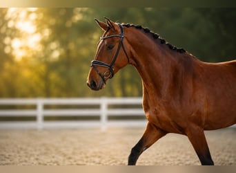 Oldenburg, Castrone, 4 Anni, 173 cm, Baio