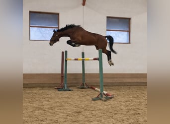 Oldenburg, Castrone, 4 Anni, 174 cm, Baio