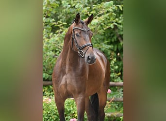 Oldenburg, Castrone, 4 Anni, 174 cm, Baio nero