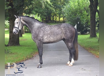 Oldenburg, Castrone, 4 Anni, 174 cm, Grigio