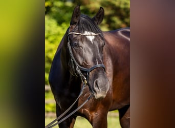 Oldenburg, Castrone, 4 Anni, 174 cm, Morello