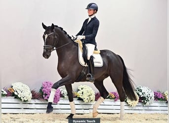 Oldenburg, Castrone, 4 Anni, 174 cm, Morello