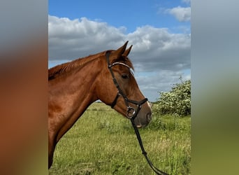 Oldenburg, Castrone, 4 Anni, 174 cm, Sauro