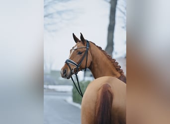 Oldenburg, Castrone, 4 Anni, 174 cm, Sauro