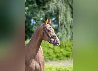 Oldenburg, Castrone, 4 Anni, 174 cm, Sauro