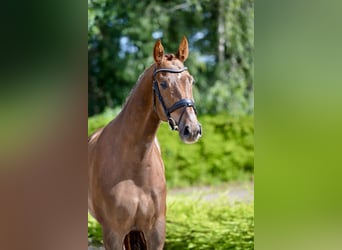 Oldenburg, Castrone, 4 Anni, 174 cm, Sauro