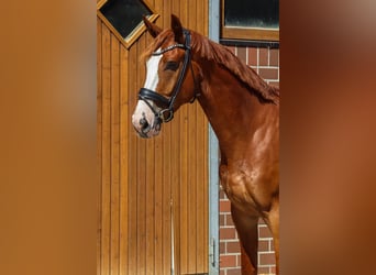 Oldenburg, Castrone, 4 Anni, 174 cm, Sauro