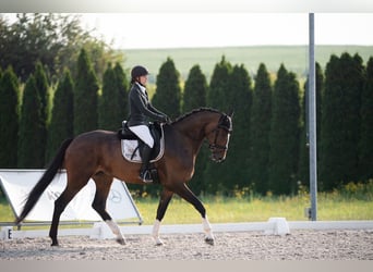 Oldenburg, Castrone, 4 Anni, 175 cm, Baio