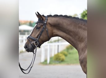 Oldenburg, Castrone, 4 Anni, 175 cm, Baio