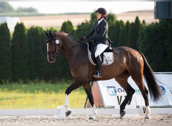 Oldenburg, Castrone, 4 Anni, 175 cm, Baio