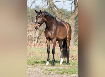 Oldenburg, Castrone, 4 Anni, 175 cm, Baio scuro