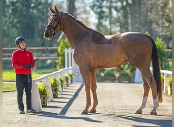 Oldenburg, Castrone, 4 Anni, 175 cm, Sauro scuro