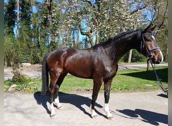 Oldenburg, Castrone, 4 Anni, 176 cm, Baio scuro