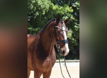 Oldenburg, Castrone, 4 Anni, 176 cm, Baio scuro