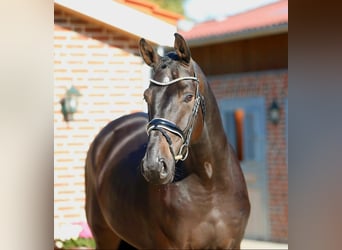 Oldenburg, Castrone, 4 Anni, 179 cm, Baio scuro