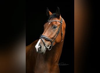 Oldenburg, Castrone, 4 Anni, 186 cm, Baio