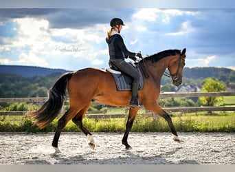 Oldenburg, Castrone, 4 Anni, 186 cm, Baio
