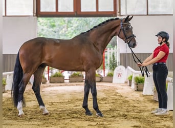 Oldenburg, Castrone, 4 Anni, Baio