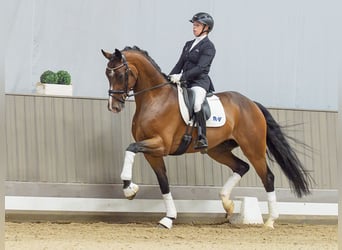 Oldenburg, Castrone, 4 Anni, Baio