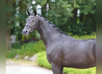Oldenburg, Castrone, 4 Anni, Morello