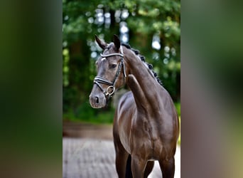 Oldenburg, Castrone, 4 Anni, Morello