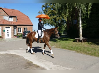 Oldenburg, Castrone, 4 Anni, Sauro