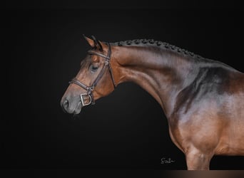 Oldenburg, Castrone, 5 Anni, 160 cm